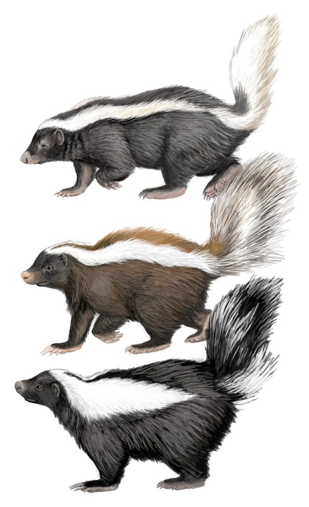 chingue (Conepatus chinga). Créditos ilustracion: © Daniel Martínez Piña, Museo Ediciones