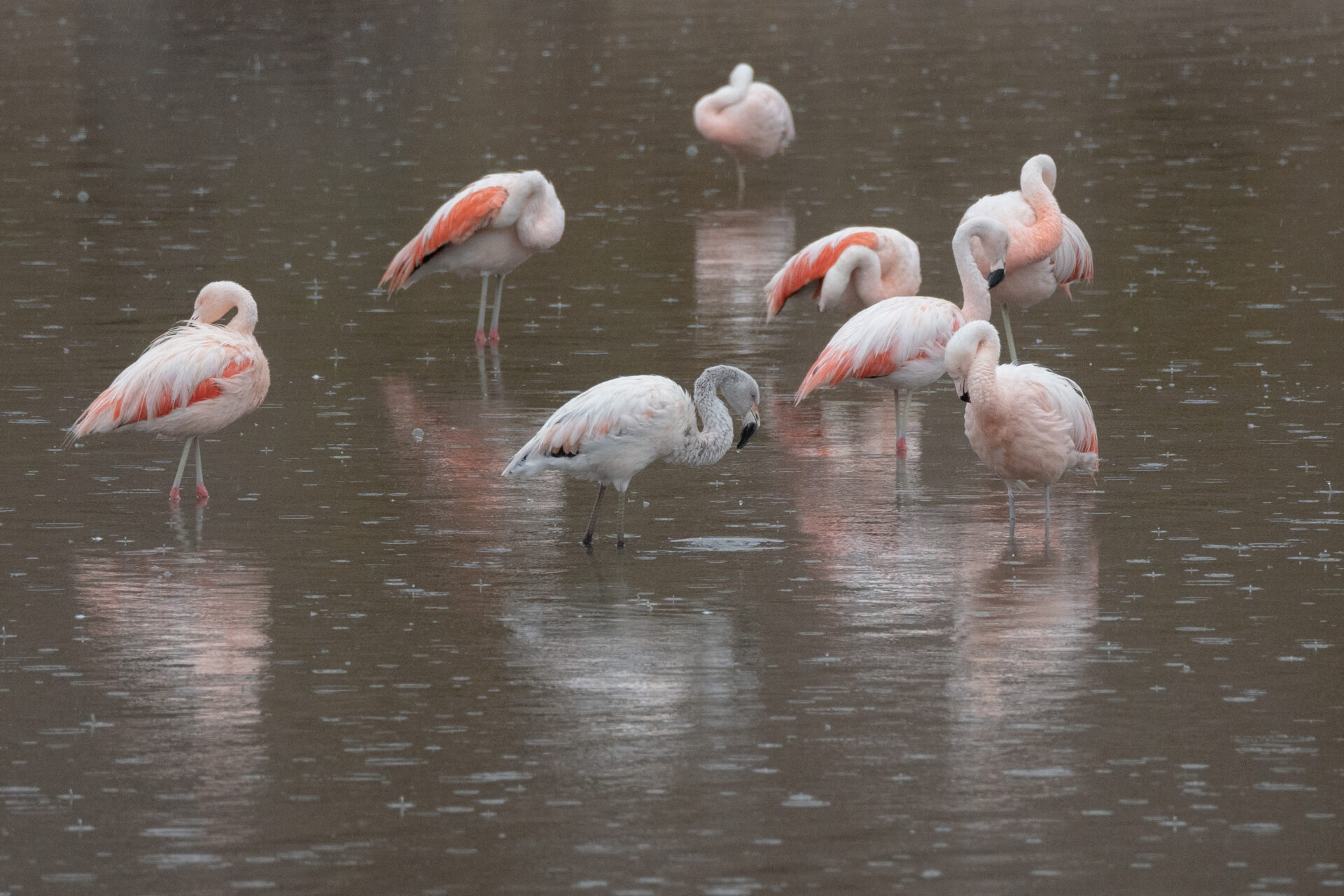En un registro inédito, captan colonia de cerca de 2 mil flamencos en el Salar de Maricunga