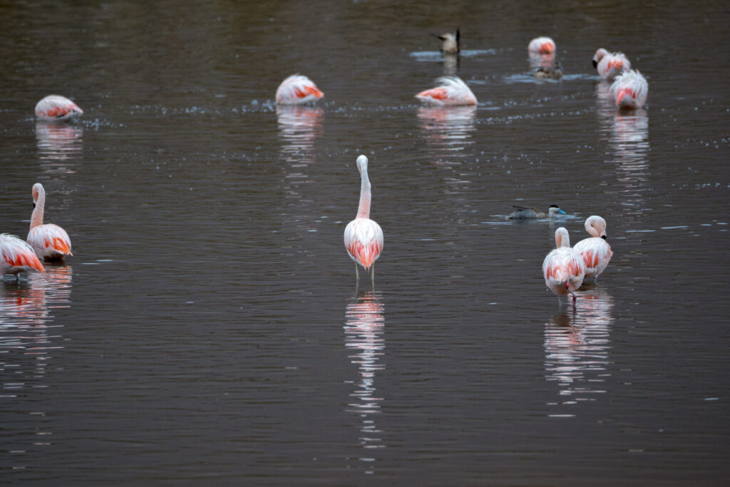 Flamenco Andino anidación.