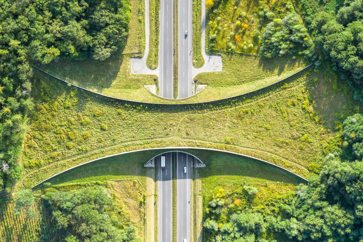 Corredores ecológicos y otras soluciones basadas en la naturaleza que se buscan fortalecer en Chile para enfrentar la crisis climática