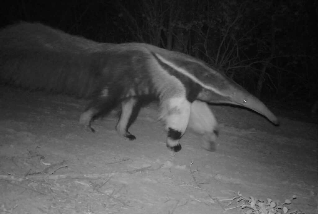 Oso Hormiguero corriendo en el Chaco