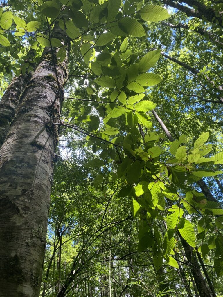 Raulí en edad adulta.