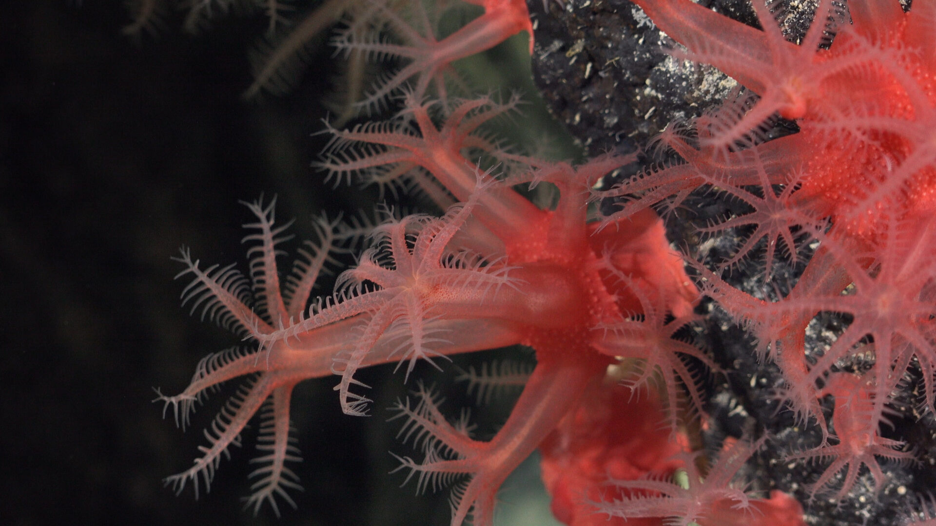 Chile reafirma liderazgo global en protección oceánica ante la entrada en vigor del Tratado de Alta Mar