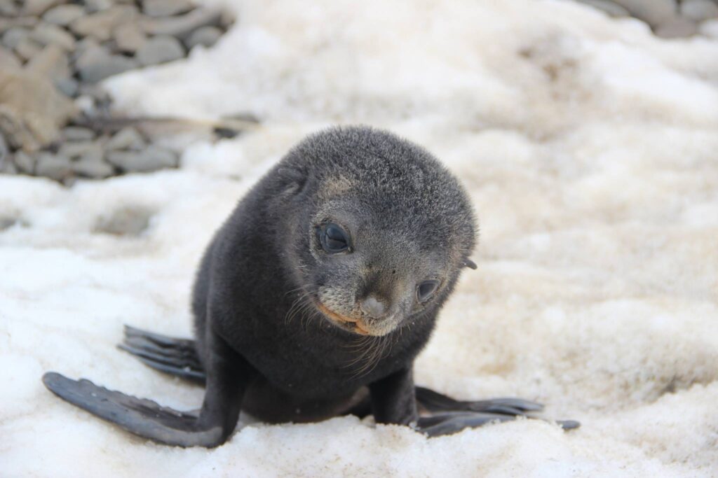 Cría de lobo fino antártico (Arctocephalus gazella). Créditos ©Centro de Ecología Aplicada y Sustentabilidad (CAPES)