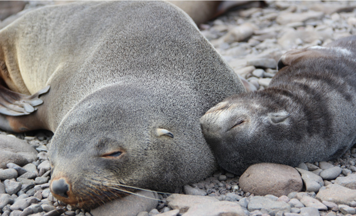 Cría de lobo fino antártico (Arctocephalus gazella) y su mamá. Créditos ©Centro de Ecología Aplicada y Sustentabilidad (CAPES)
