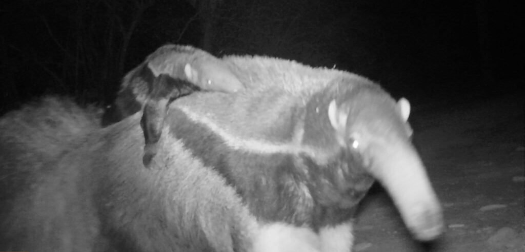 Oso Hormiguero con su cría en el lomo.