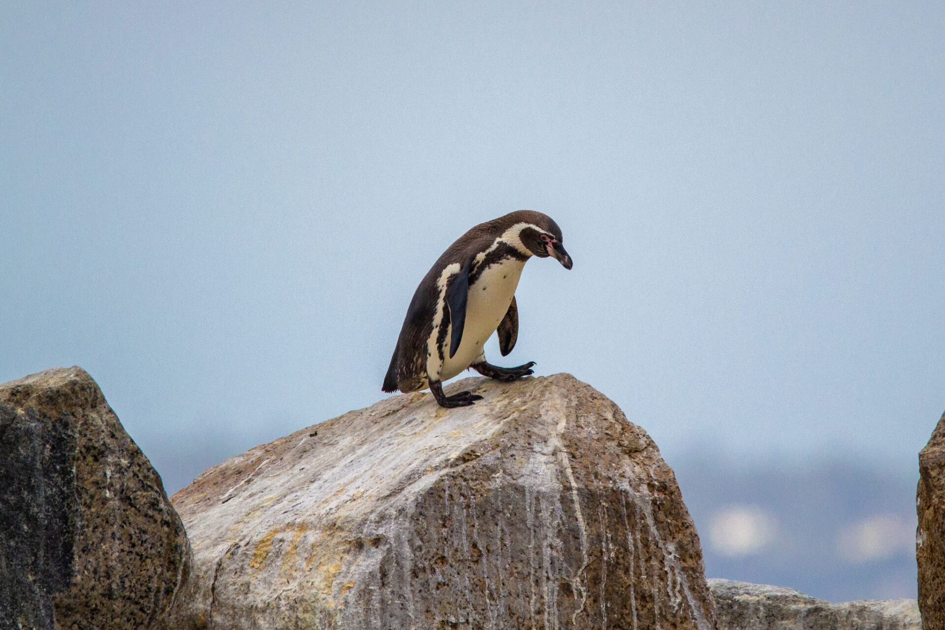 En el Día de la Concientización por los Pingüinos: Relevando al pingüino de Humboldt, una especie única en peligro