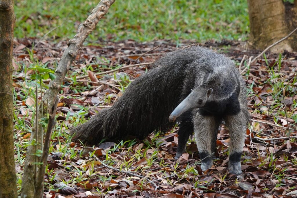 El Oso hormiguero gigante también se encuentra en Argentina y Brasil, justamente en el bosque del chaco.