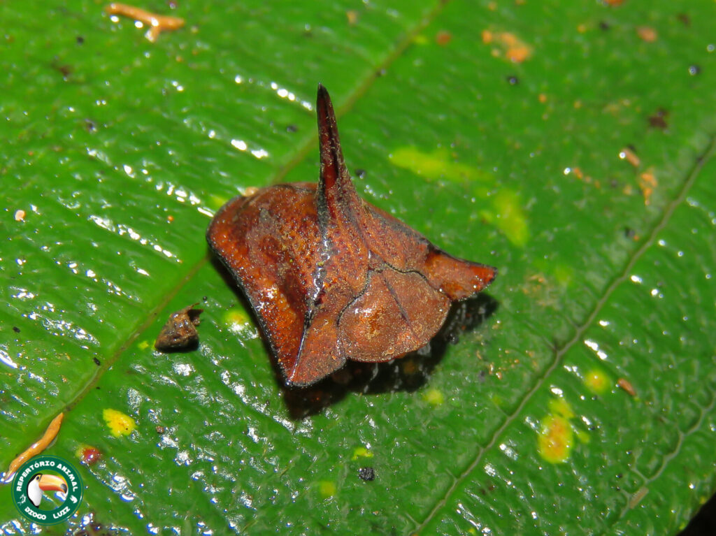 Dorynota pugionata. Créditos: Diogo Luiz.