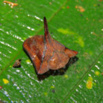 Dorynota pugionata. Créditos: Diogo Luiz.