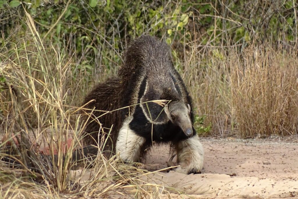 Oso Hormiguero Gigante en su habitat natural.
