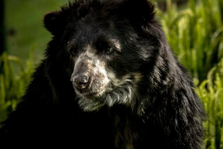El hábitat del oso de anteojos se extiende por Los Andes, desde Venezuela hasta Bolivia. Foto: Fundación Grupo Argos