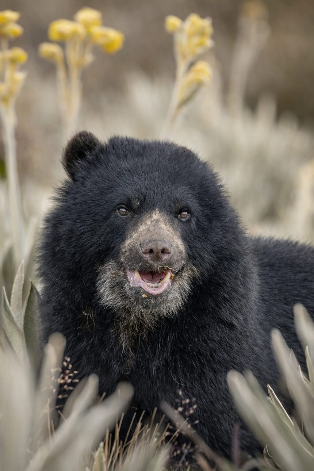 Lanzan espectacular libro sobre el oso de anteojos y su rol en los páramos