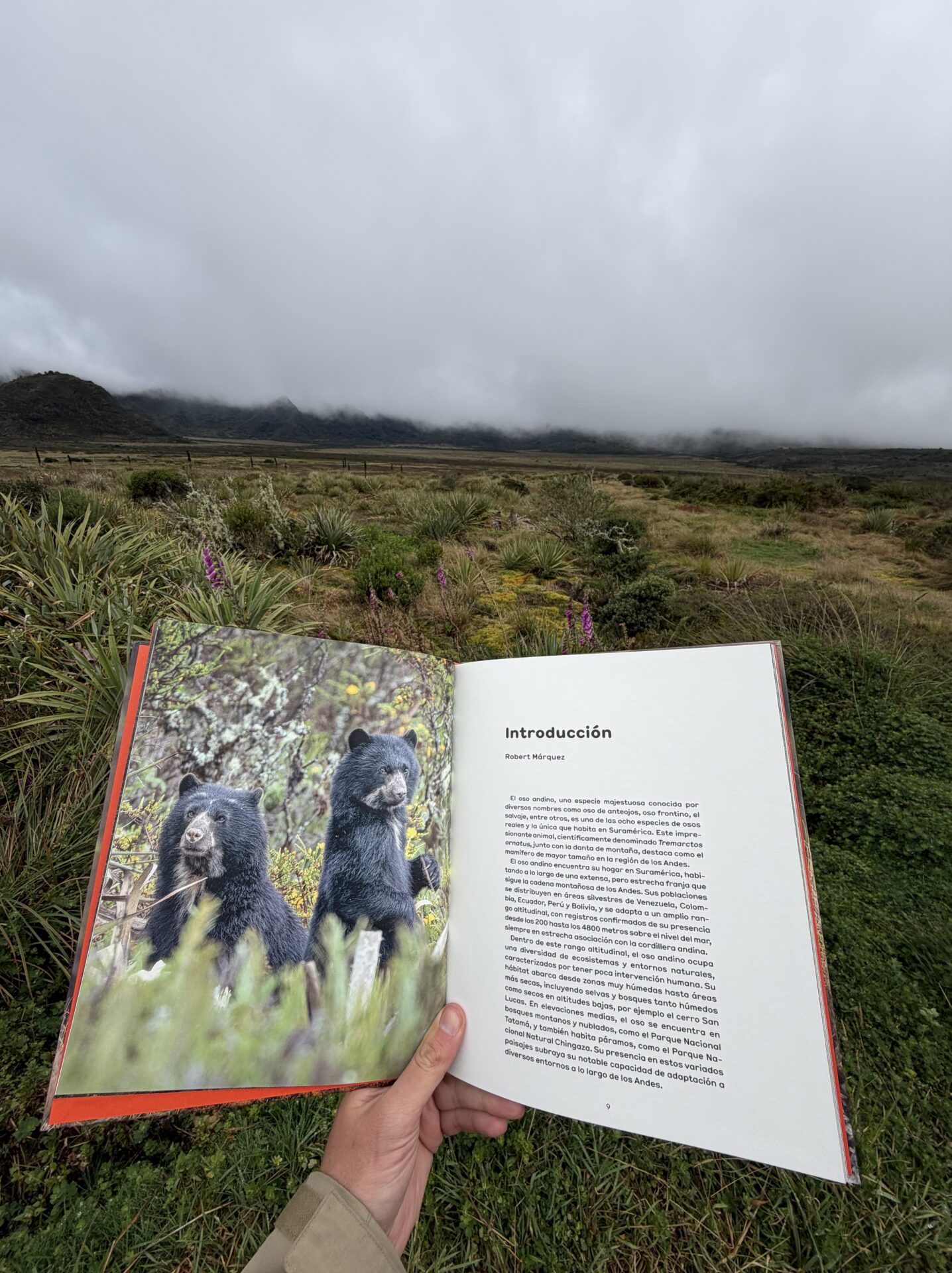 Lanzan espectacular libro sobre el oso de anteojos y su rol en los páramos
