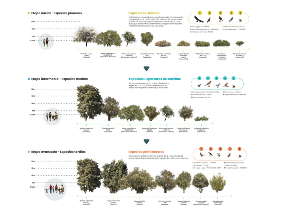 Especies durante proceso de restauración Fundación Cerros Isla