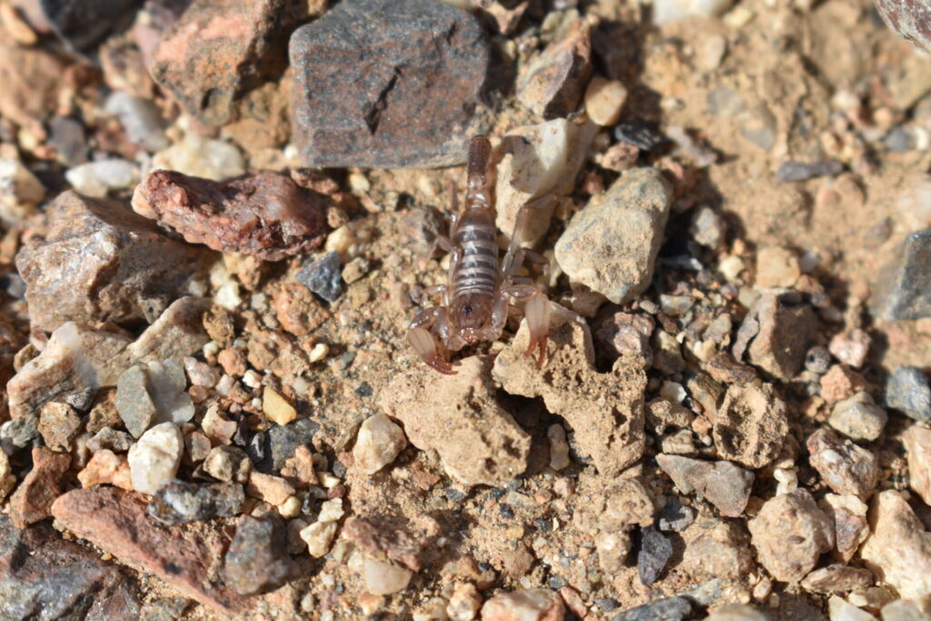 Escorpiones descubiertos en el norte del país.