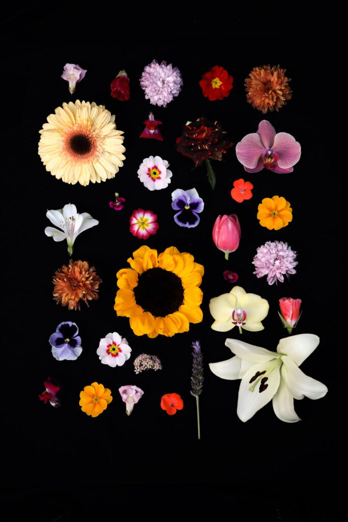 Diversas flores. Foto incluida en el libro.