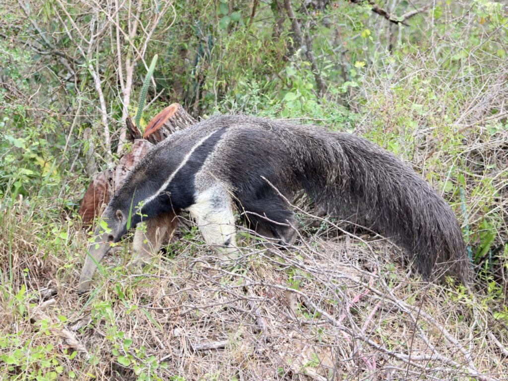 Oso hormiguero en el chaco