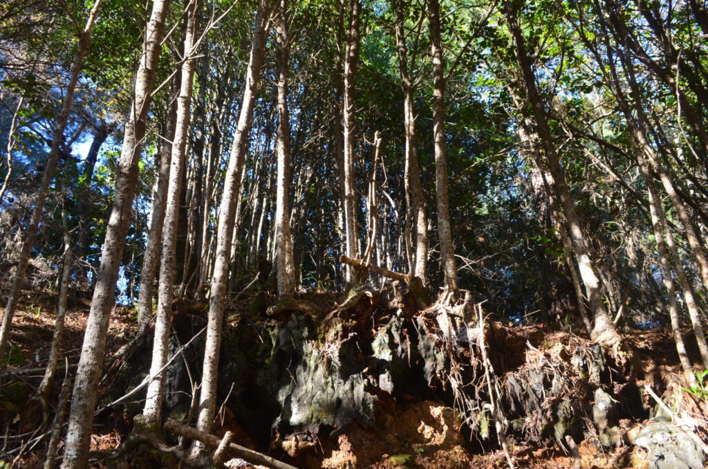 Numerosos troncos de queule (Gomortega keule) creciendo desde los restos quemados de un antiguo y gran árbol carbonizado.