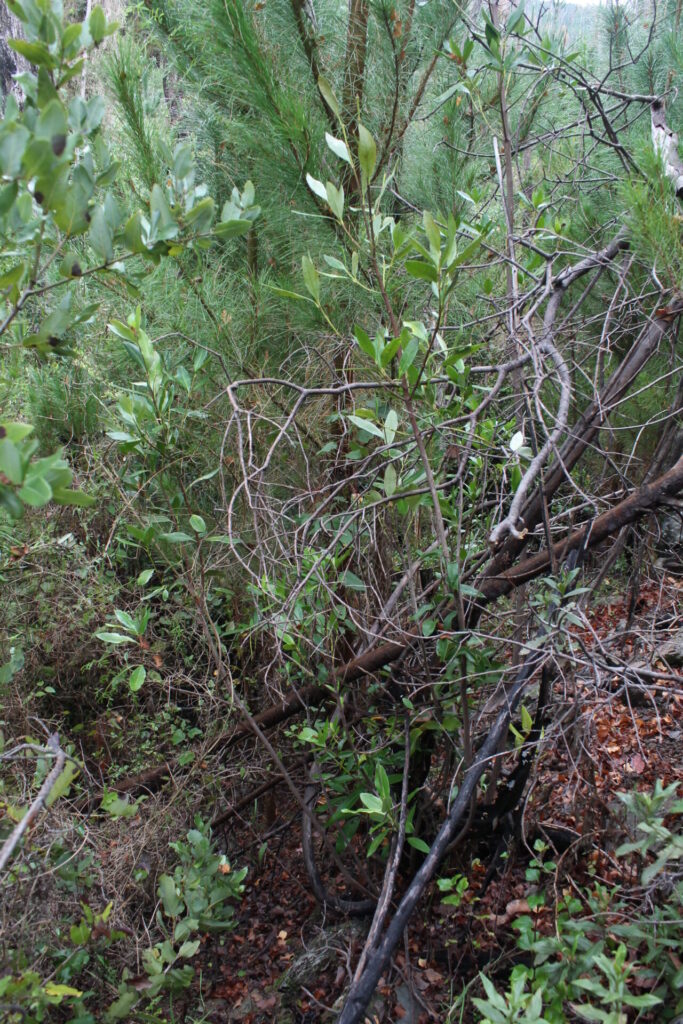 Ejemplar de pitao (Pitavia punctata) rebrotando luego del megaincendio de 2017. Fotografía tomada en 2023.