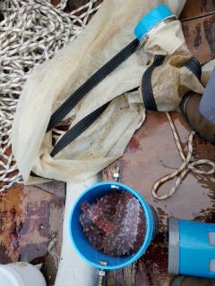 Colonias de Pyrosoma recolectada durante el monitoreo del CEAZA en Chañaral de Aceituno. Cortesía investigadores.