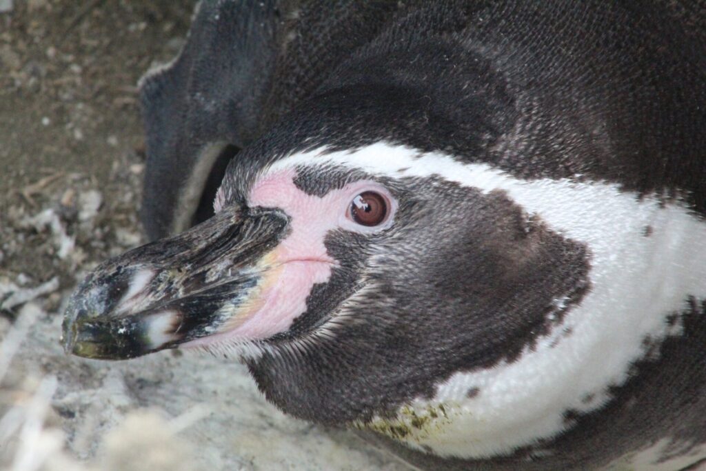 Pingüino de Humboldt cuidando sus polluelos 