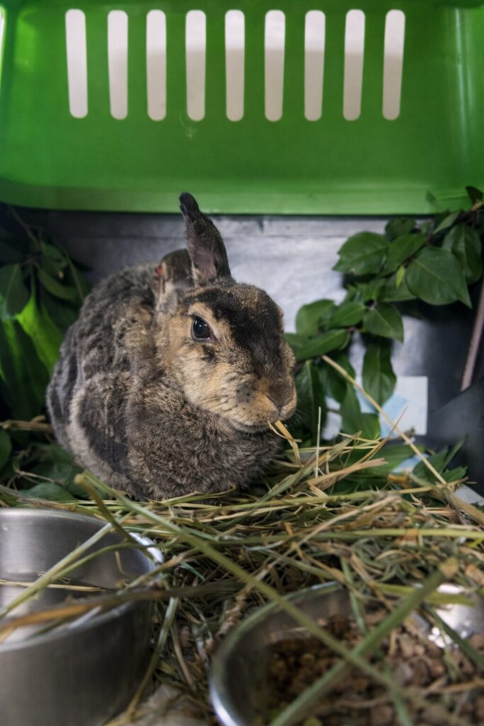 Créditos: Fundación Ñacurutú.
