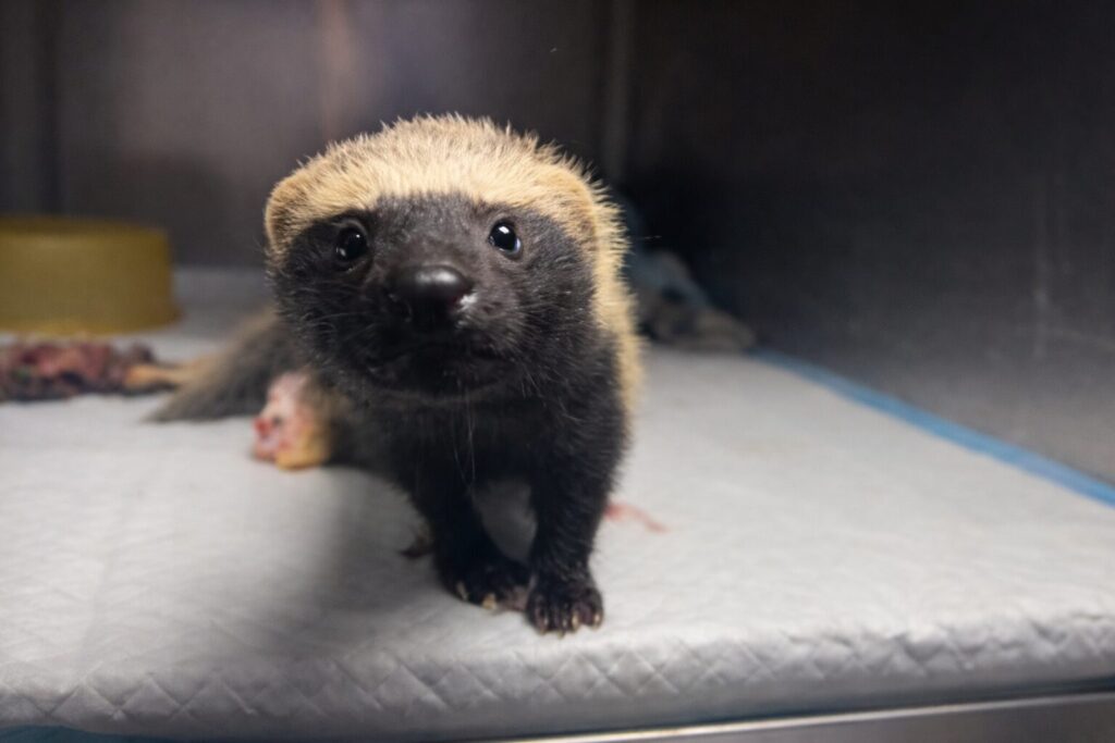 Créditos: Fundación Ñacurutú.