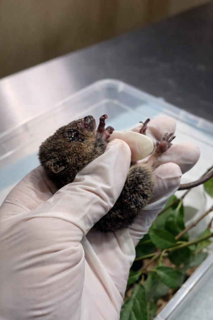 Créditos: Fundación Ñacurutú.