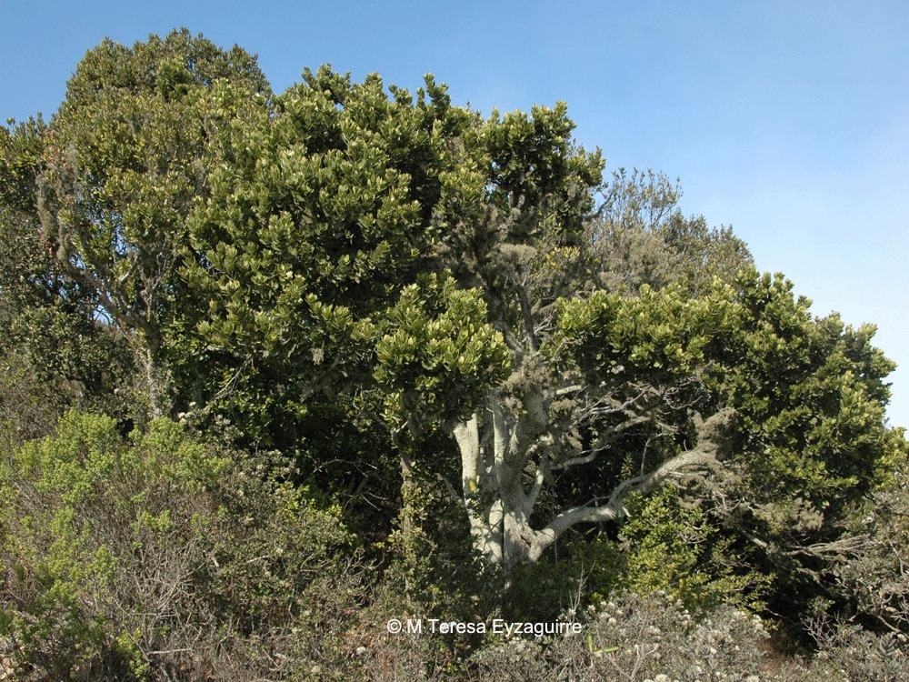 El naranjillo en el ojo de la polémica: ¿Quién es este árbol nativo?