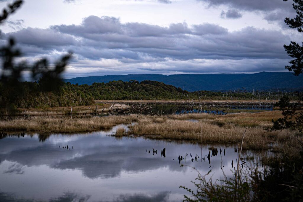 Acción de conservación de la Fundación Tierra Austral en Chiloé