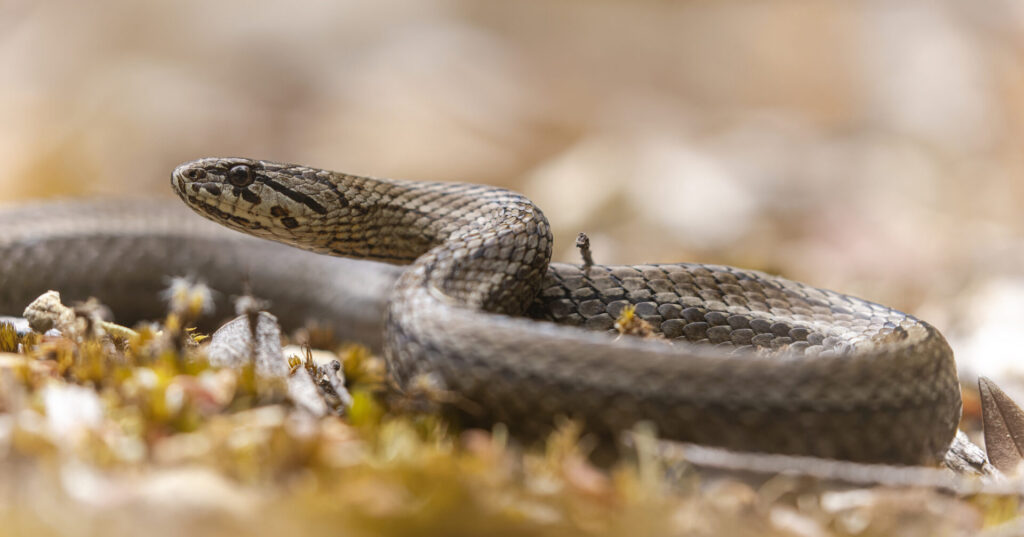 Galvarinus chilensis. Créditos: Damienesquerre2.