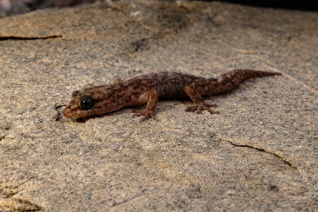 Garthia gaudichaudii. Créditos: Diegogear.