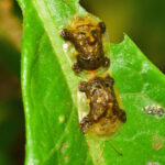 Helocassi testudinaria. Créditos: Ricardo Arredondo T.