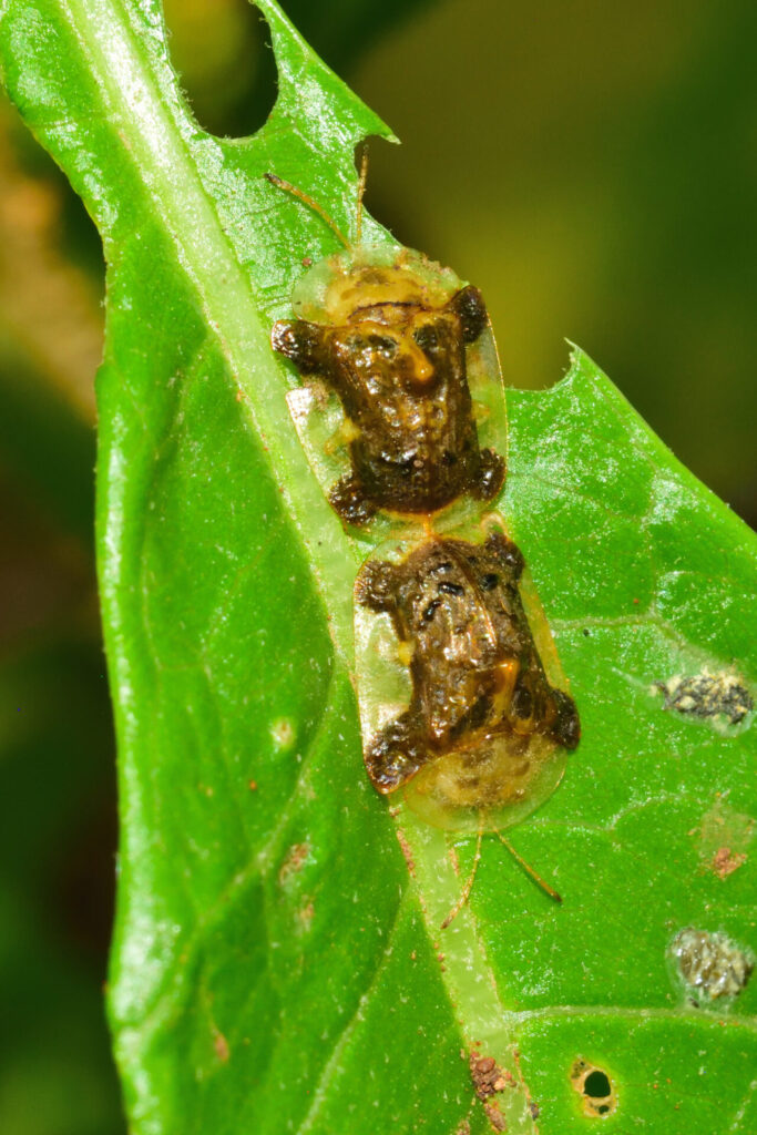 Helocassi testudinaria. Créditos: Ricardo Arredondo T.