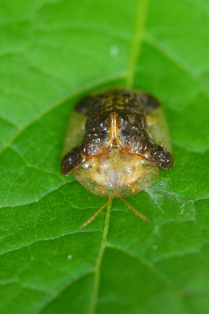 Helocassi testudinaria. Créditos: Ricardo Arredondo T.