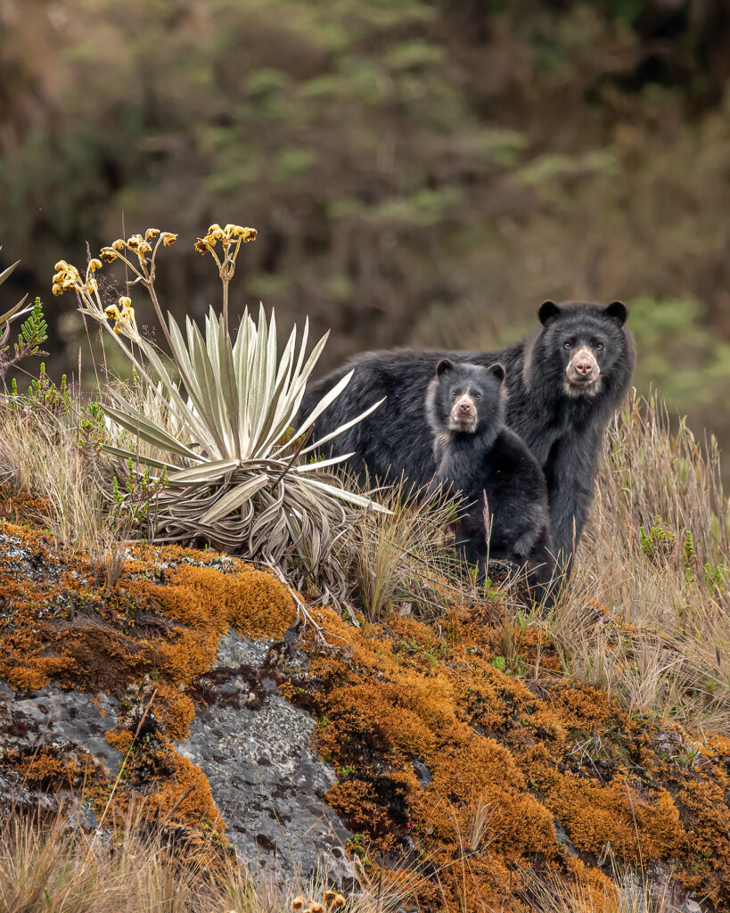 El Oso Andino, obra que reúne extraordinaria colección fotográfica de Sebastián Di Domenico