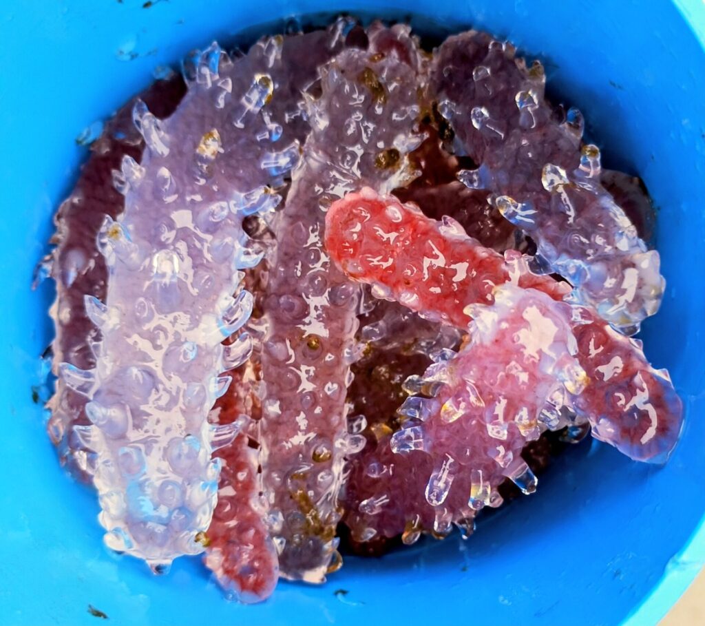 Colonias de Pyrosoma recolectada durante el monitoreo del CEAZA en Chañaral de Aceituno. Cortesía investigadores.