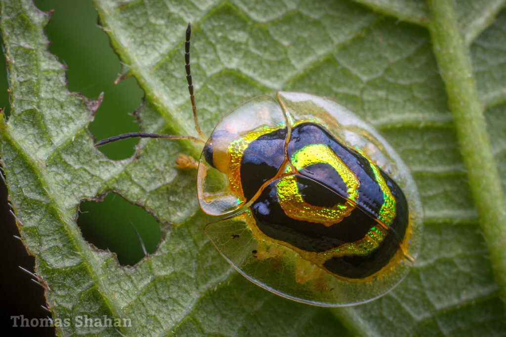 Ischnocodia annulus. Créditos: Thomas Shahan.