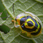 Ischnocodia annulus. Créditos: Thomas Shahan.