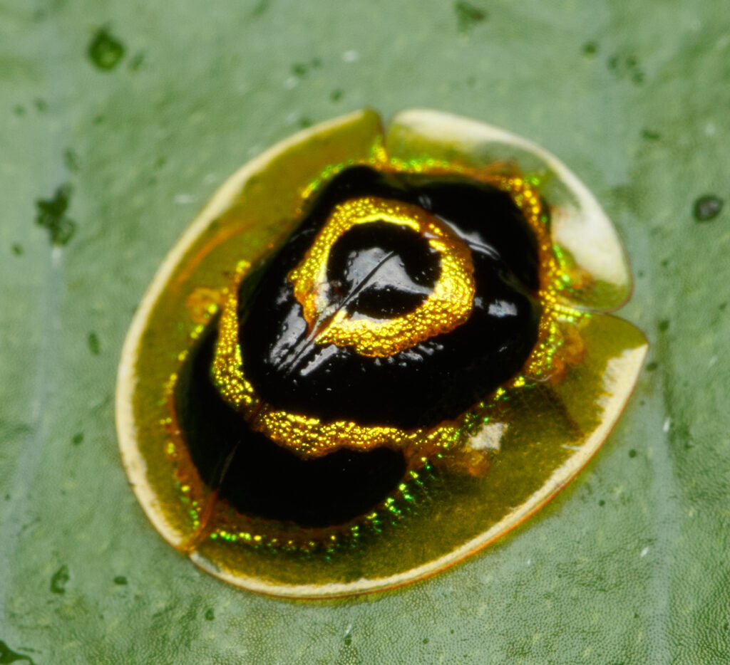 Ischnocodia annulus. Créditos: Tony Iwane.