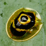 Ischnocodia annulus. Créditos: Tony Iwane.