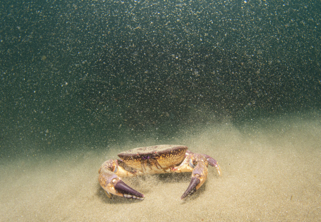 Jaiba mora en el refugio marino de maitencillo. Crédito Mauricio Altamirano