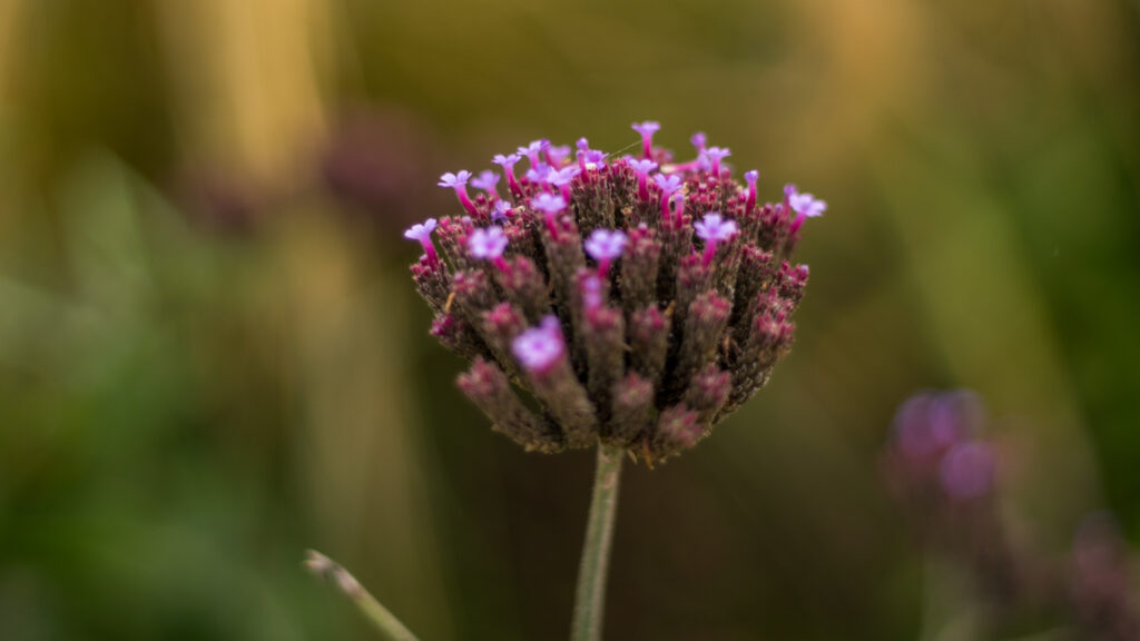 Jardines Sanadores. Créditos: Fundación Cosmos