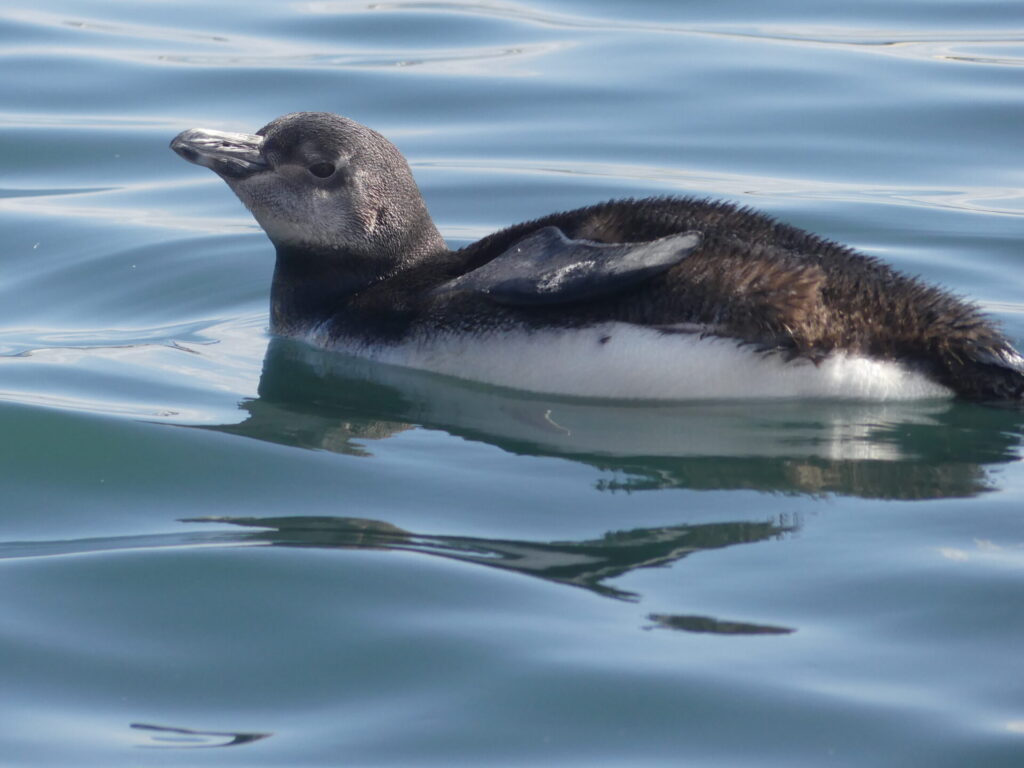 Natación del Pingüino de Humboldt