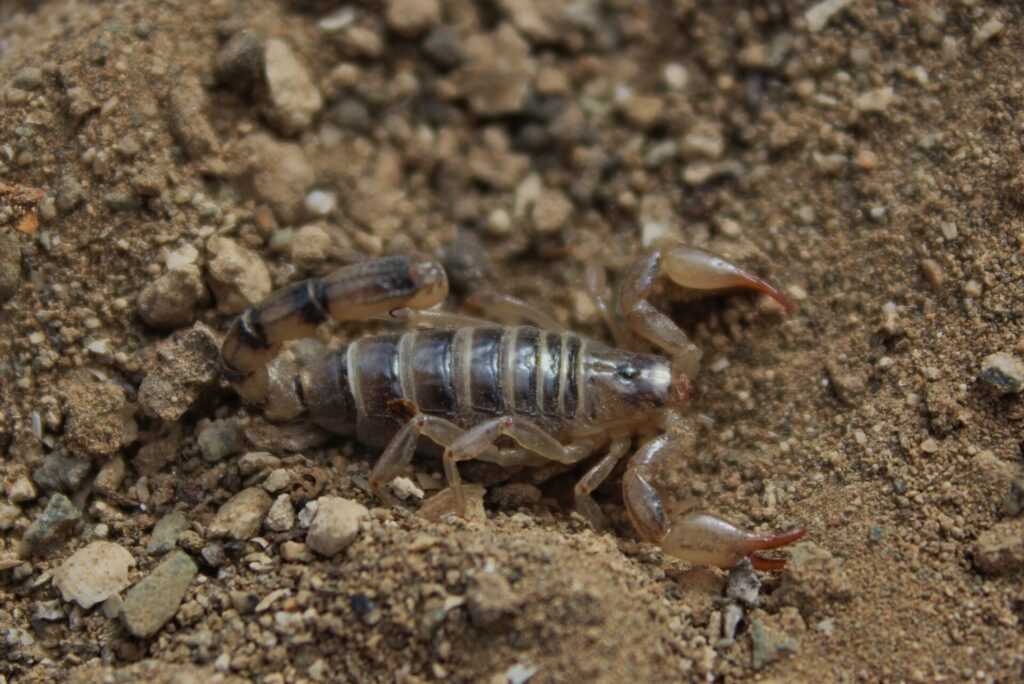 Escorpiones descubiertos en el norte del país.