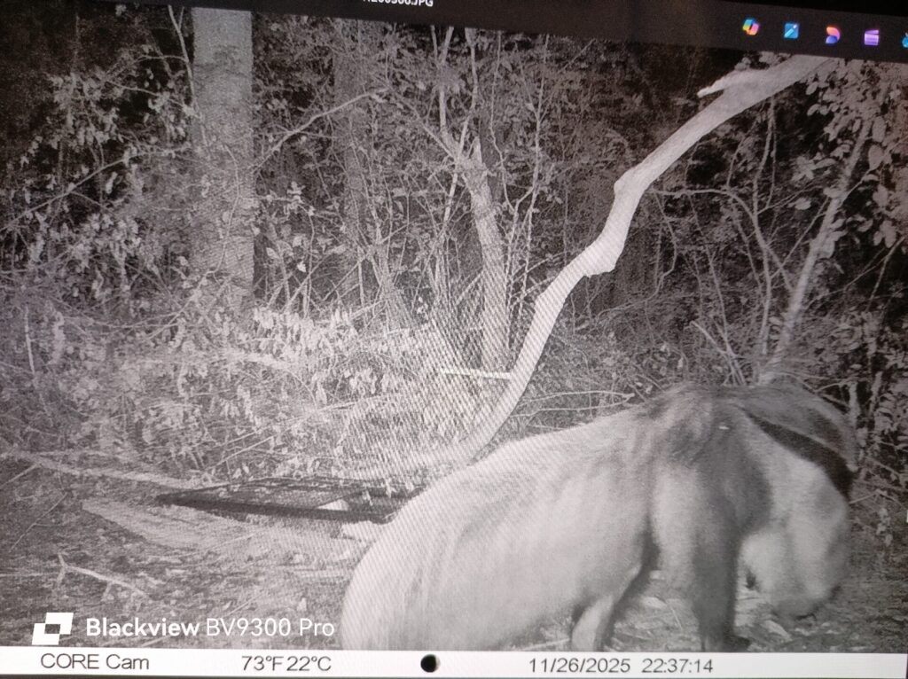 Oso Hormiguero alimentandose