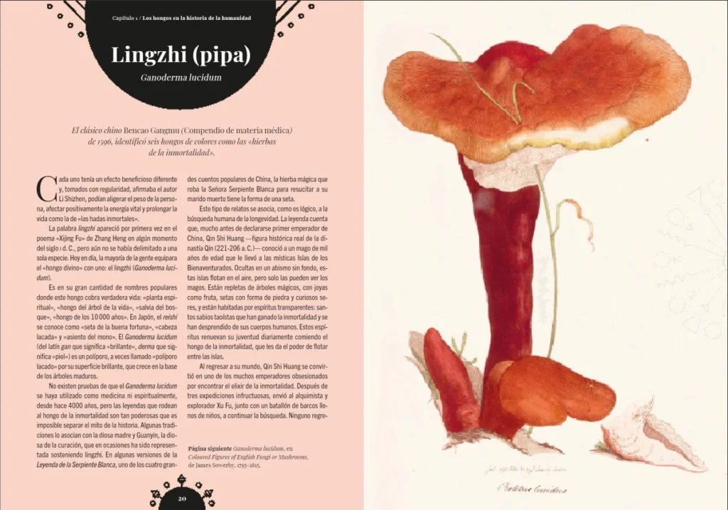 La magia de los hongos. Autora: Sandra Lawrence.