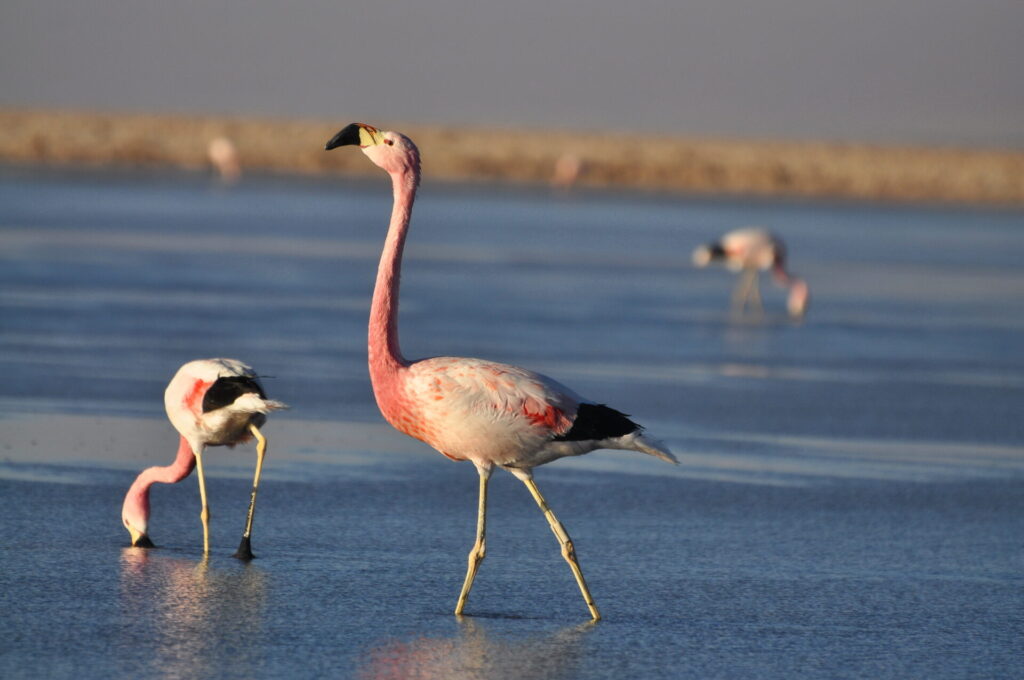 Laguna Chaxa. Créditos: Diego Luna Quevedo.