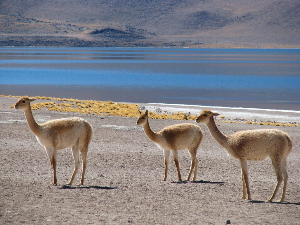 Laguna Miscanti. Créditos: Diego Luna Quevedo.